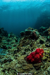 red soft coral lost in the sea by Christophe Dufour 